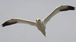 Northern Gannet