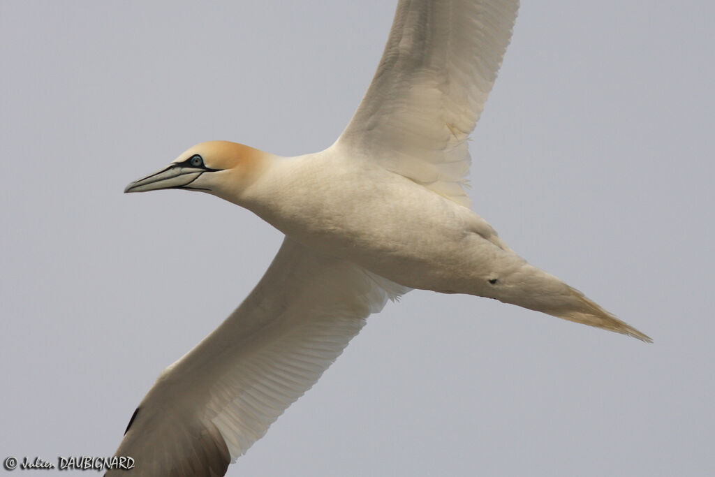 Northern Gannetadult, Flight