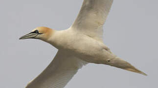 Northern Gannet