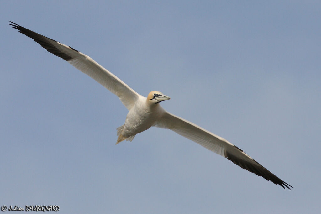 Northern Gannetadult, Flight