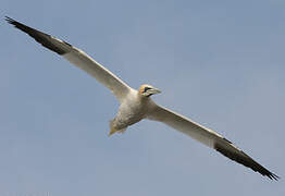 Northern Gannet