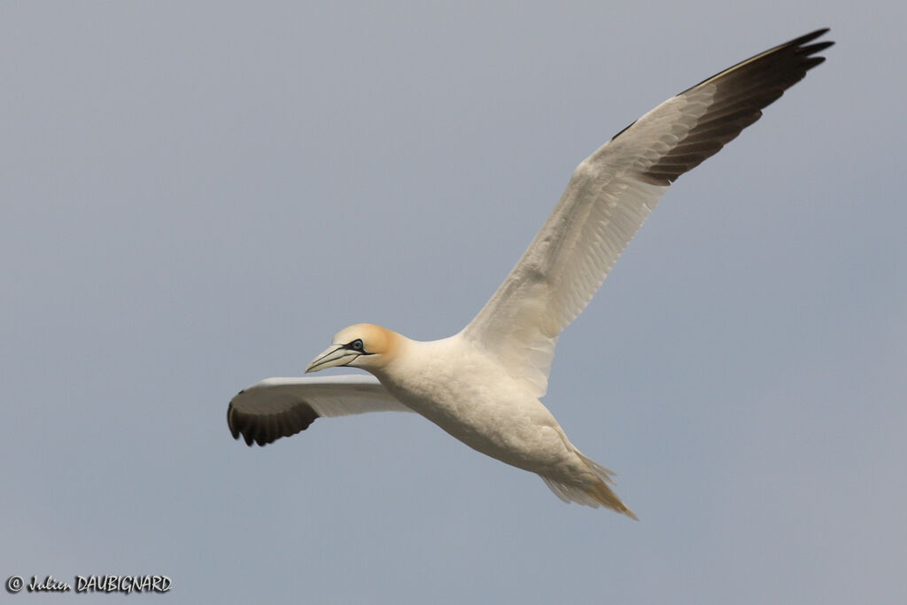 Northern Gannetadult, Flight