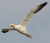 Northern Gannet