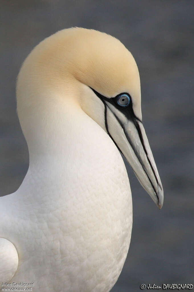 Northern Gannetadult, close-up portrait