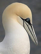 Northern Gannet