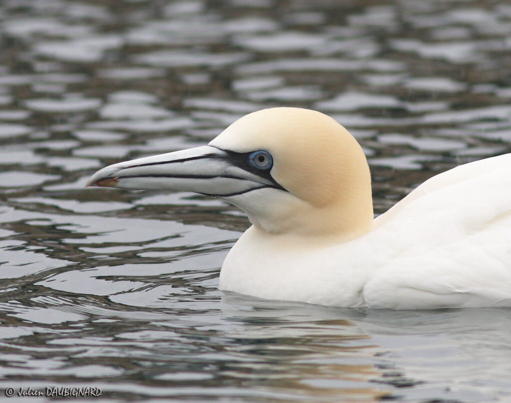 Northern Gannet, identification