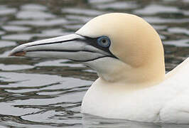 Northern Gannet