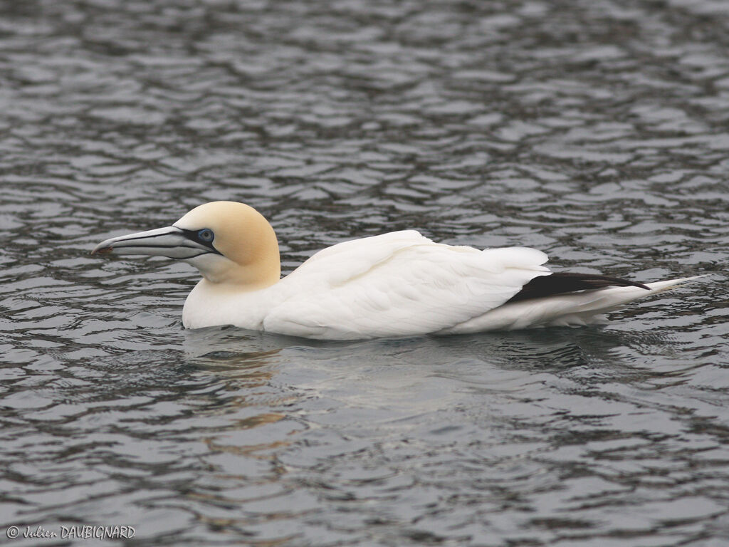 Northern Gannet, identification