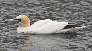 Northern Gannet