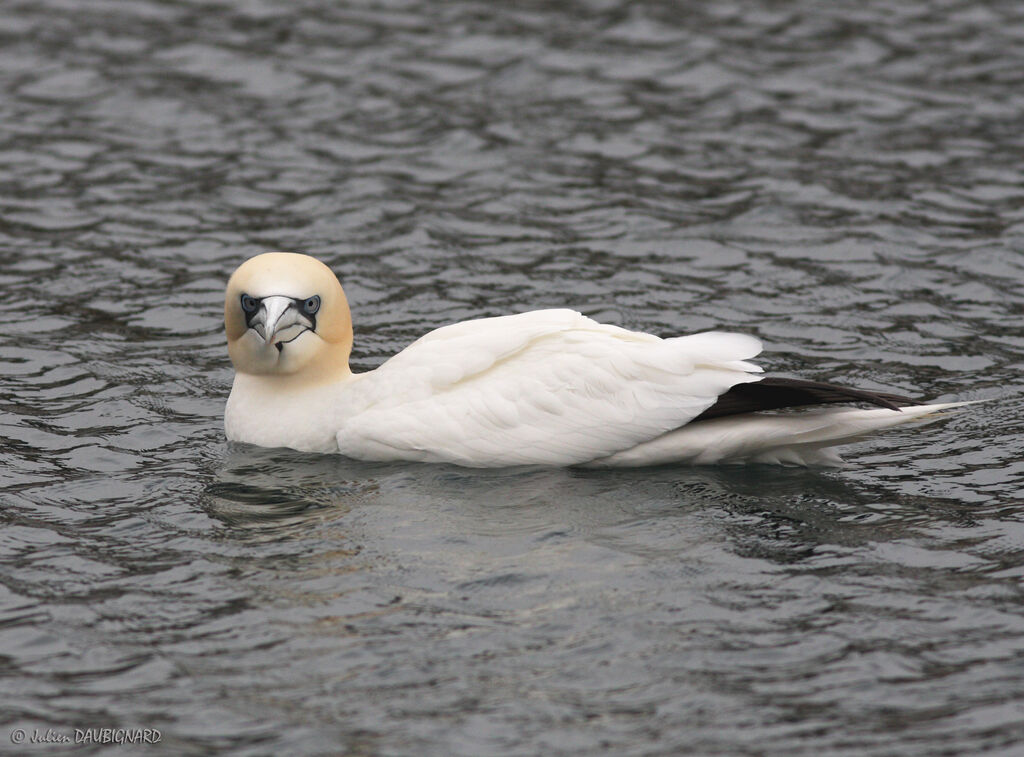 Northern Gannet, identification