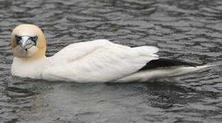 Northern Gannet