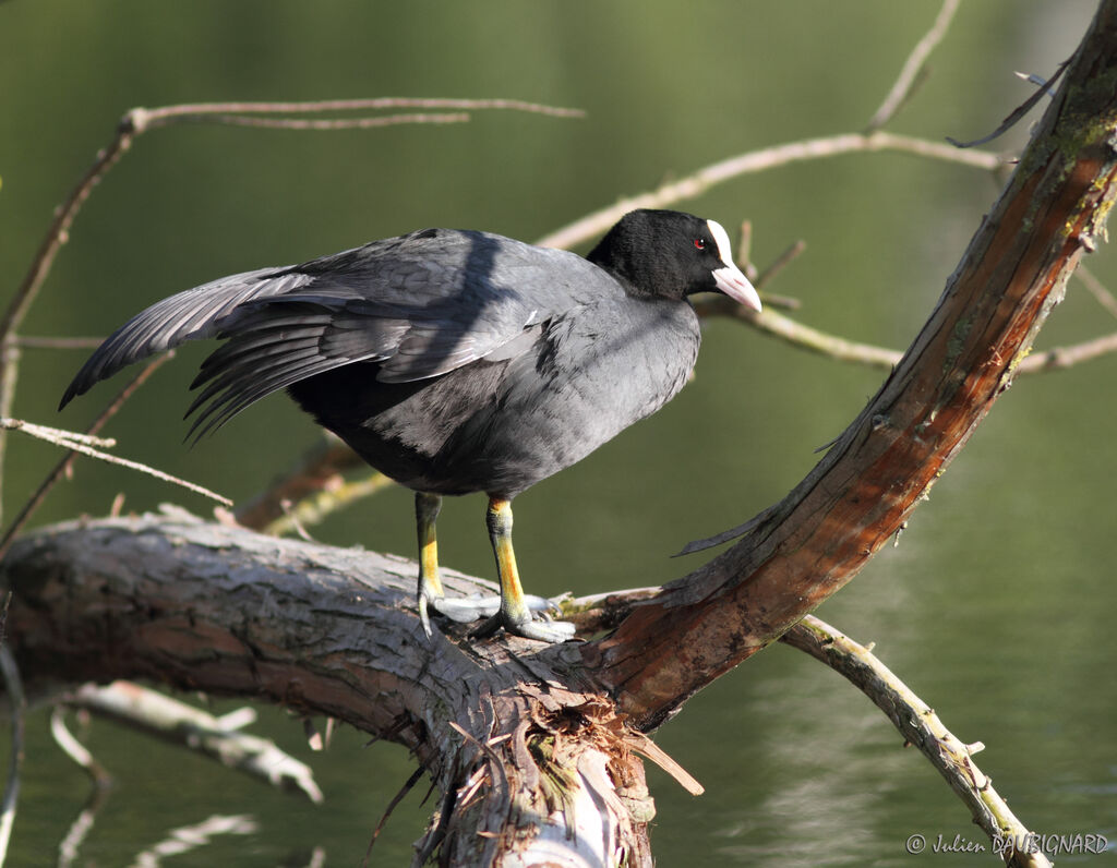 Eurasian Cootadult, identification