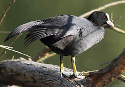 Eurasian Coot