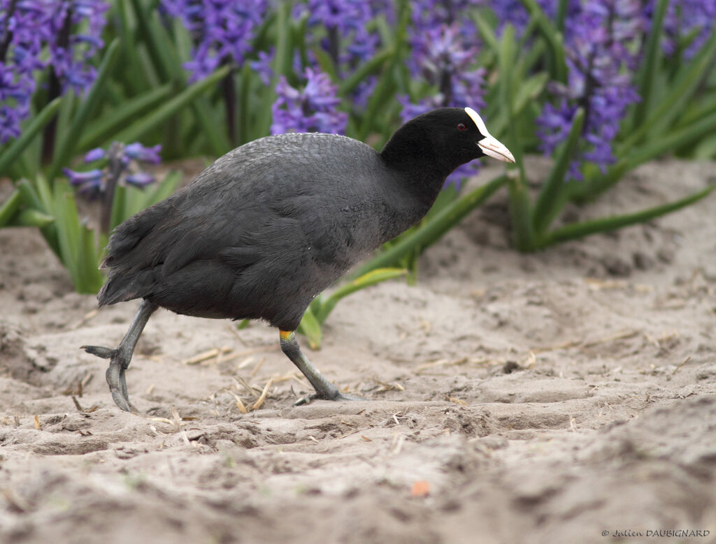 Foulque macroule, identification