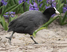 Eurasian Coot