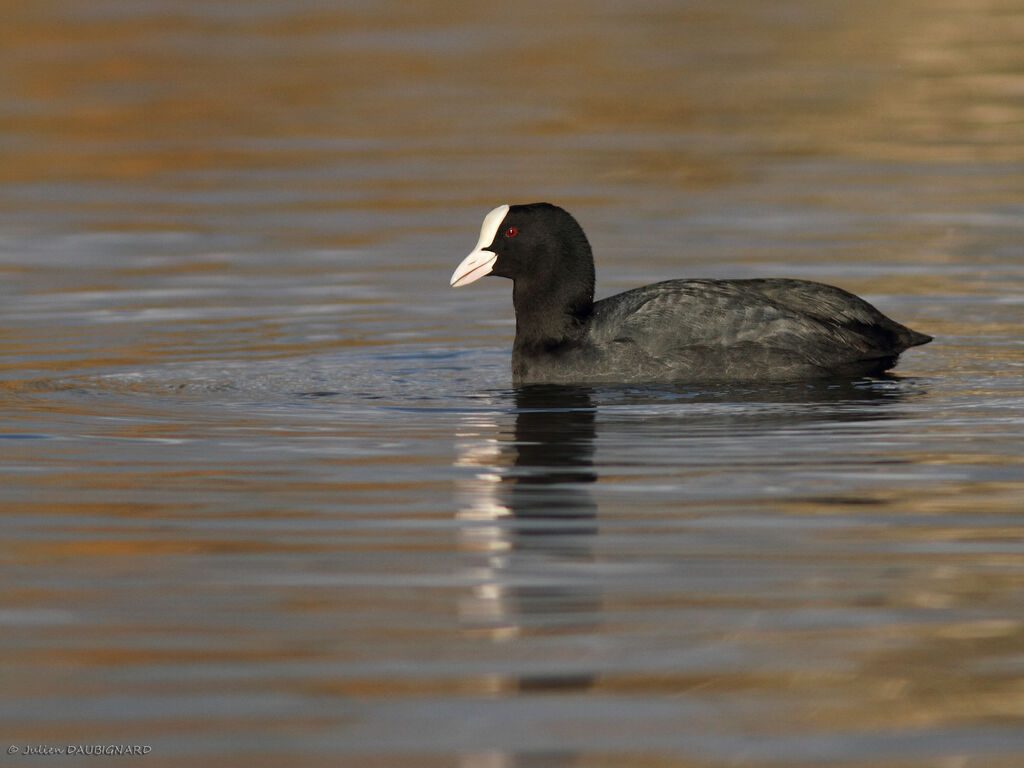 Foulque macroule, identification