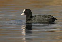 Eurasian Coot