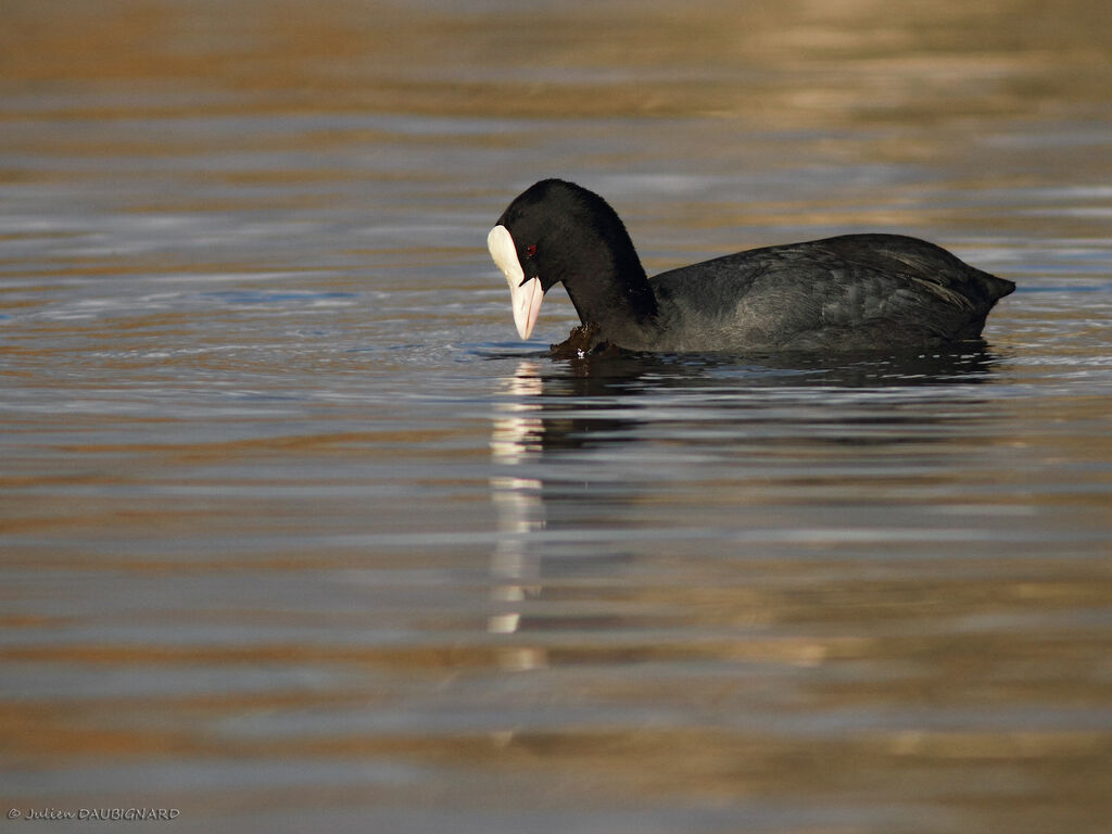 Eurasian Coot, identification