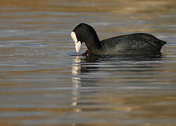 Eurasian Coot