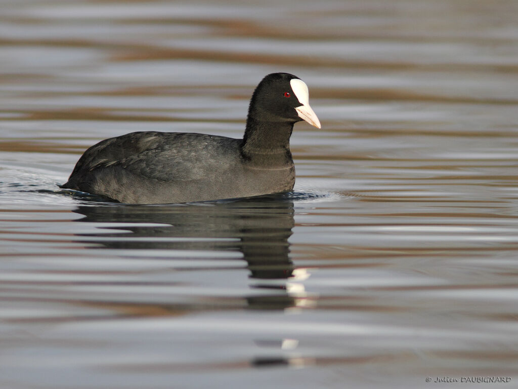 Foulque macroule, identification