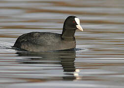 Eurasian Coot