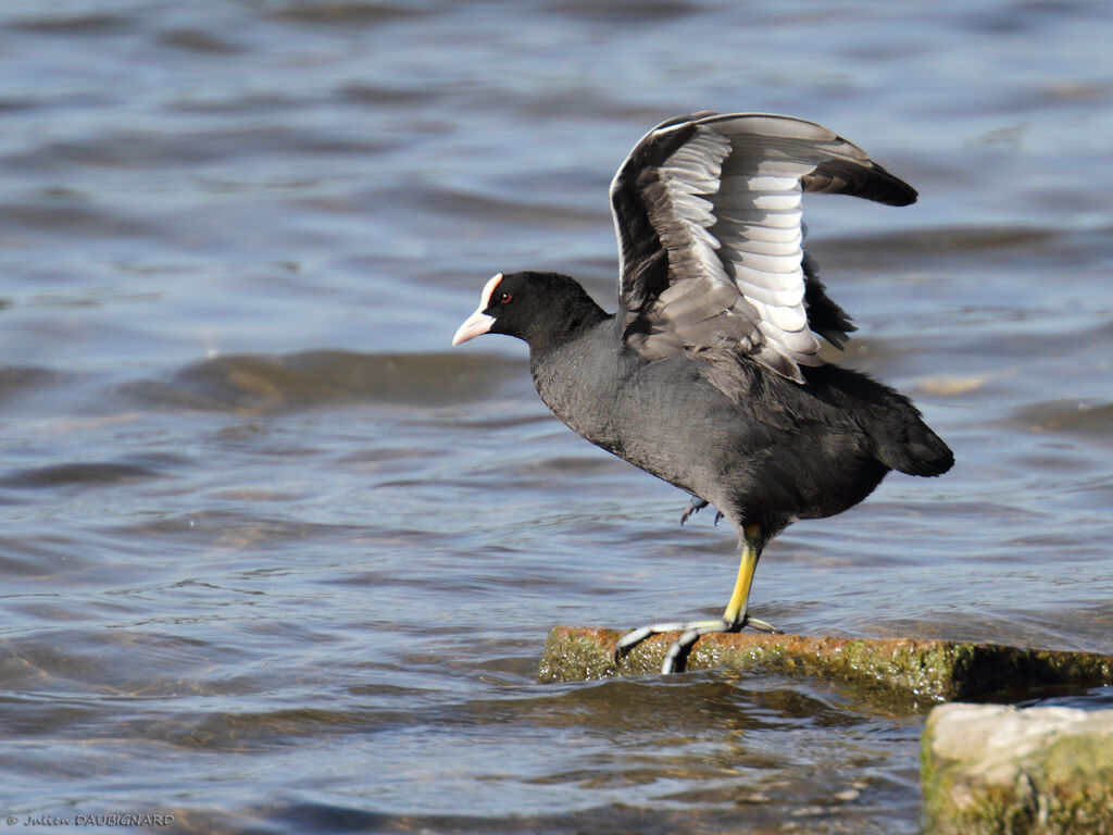 Foulque macroule, identification