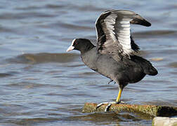 Eurasian Coot