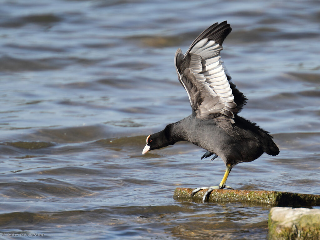 Eurasian Coot, identification