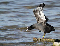 Eurasian Coot