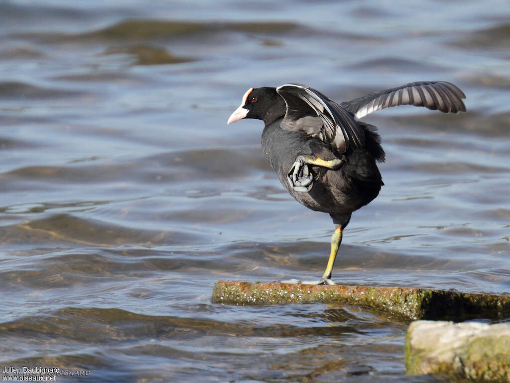 Eurasian Coot, pigmentation, Behaviour