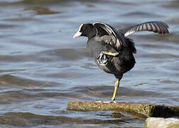 Eurasian Coot