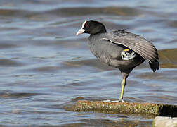 Eurasian Coot