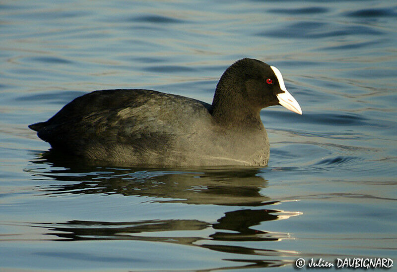 Eurasian Coot