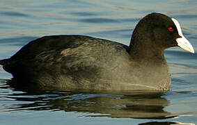 Eurasian Coot