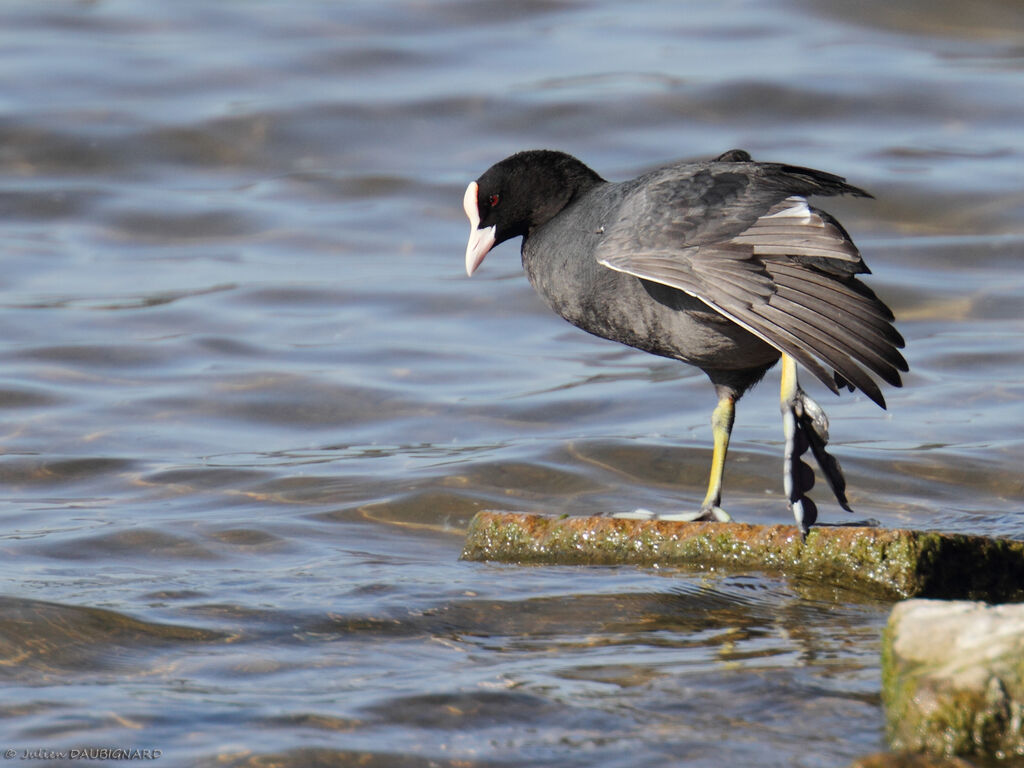 Eurasian Coot, identification