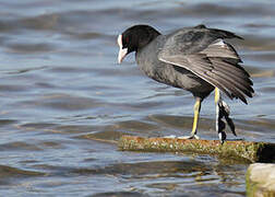 Eurasian Coot