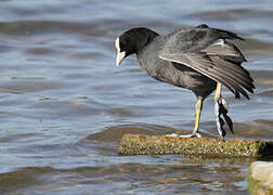 Eurasian Coot