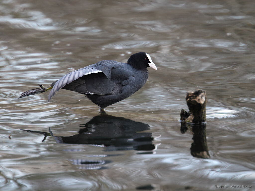 Foulque macrouleadulte, identification