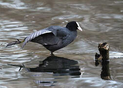 Eurasian Coot