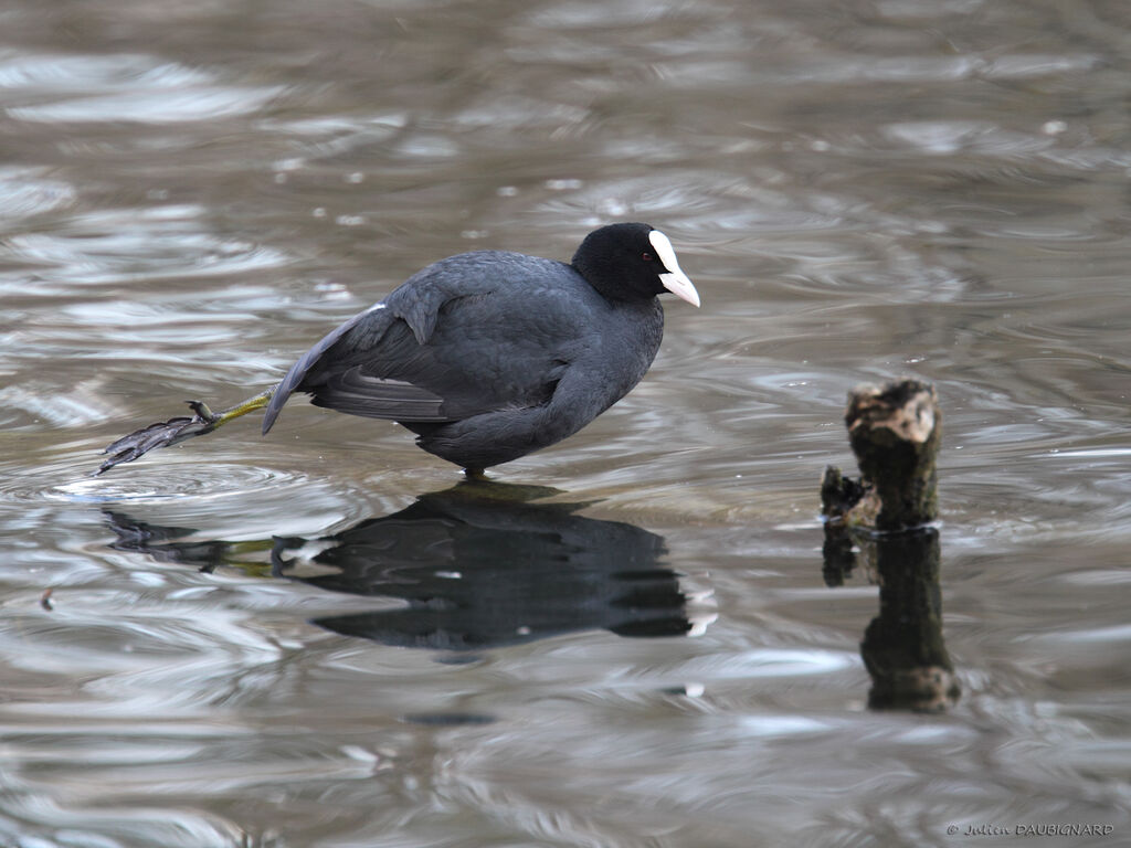 Eurasian Cootadult, identification