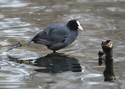 Eurasian Coot