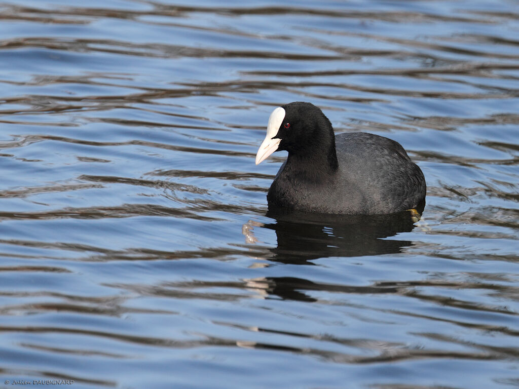 Eurasian Cootadult, identification