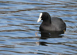 Eurasian Coot