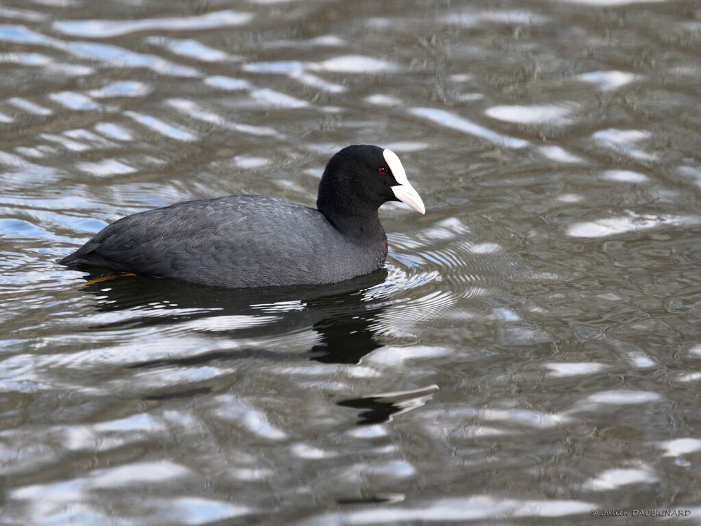 Foulque macrouleadulte, identification