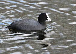 Eurasian Coot