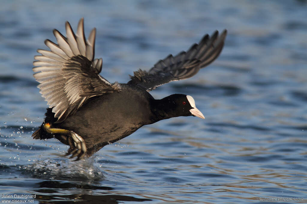 Eurasian Cootadult, Flight, Behaviour