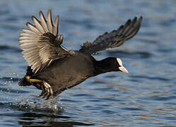 Eurasian Coot