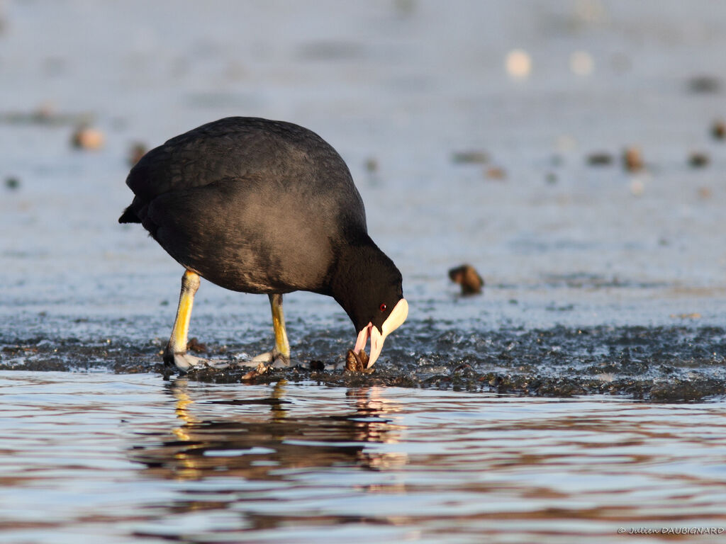 Eurasian Coot, identification, feeding habits