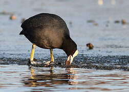 Eurasian Coot