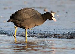 Eurasian Coot